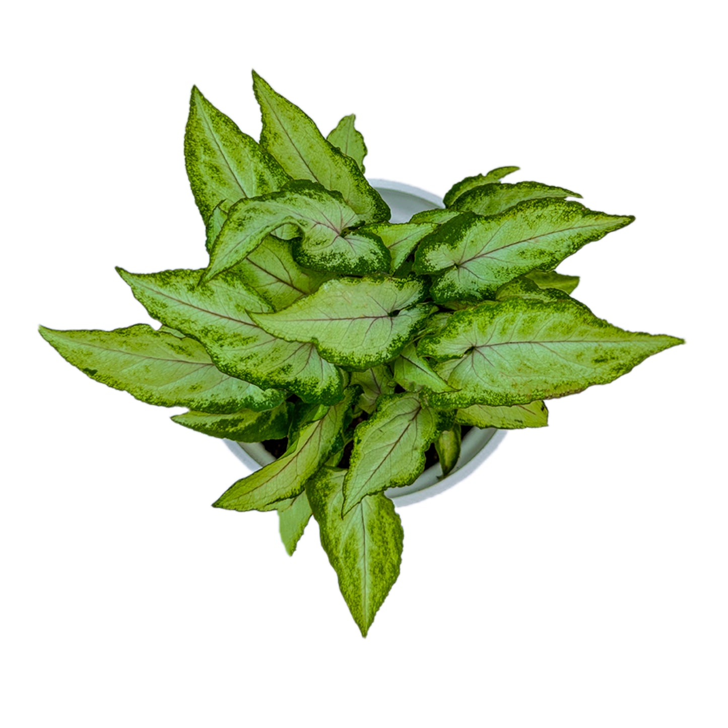 Syngonium Yami Red Vain indoor live plant White pot