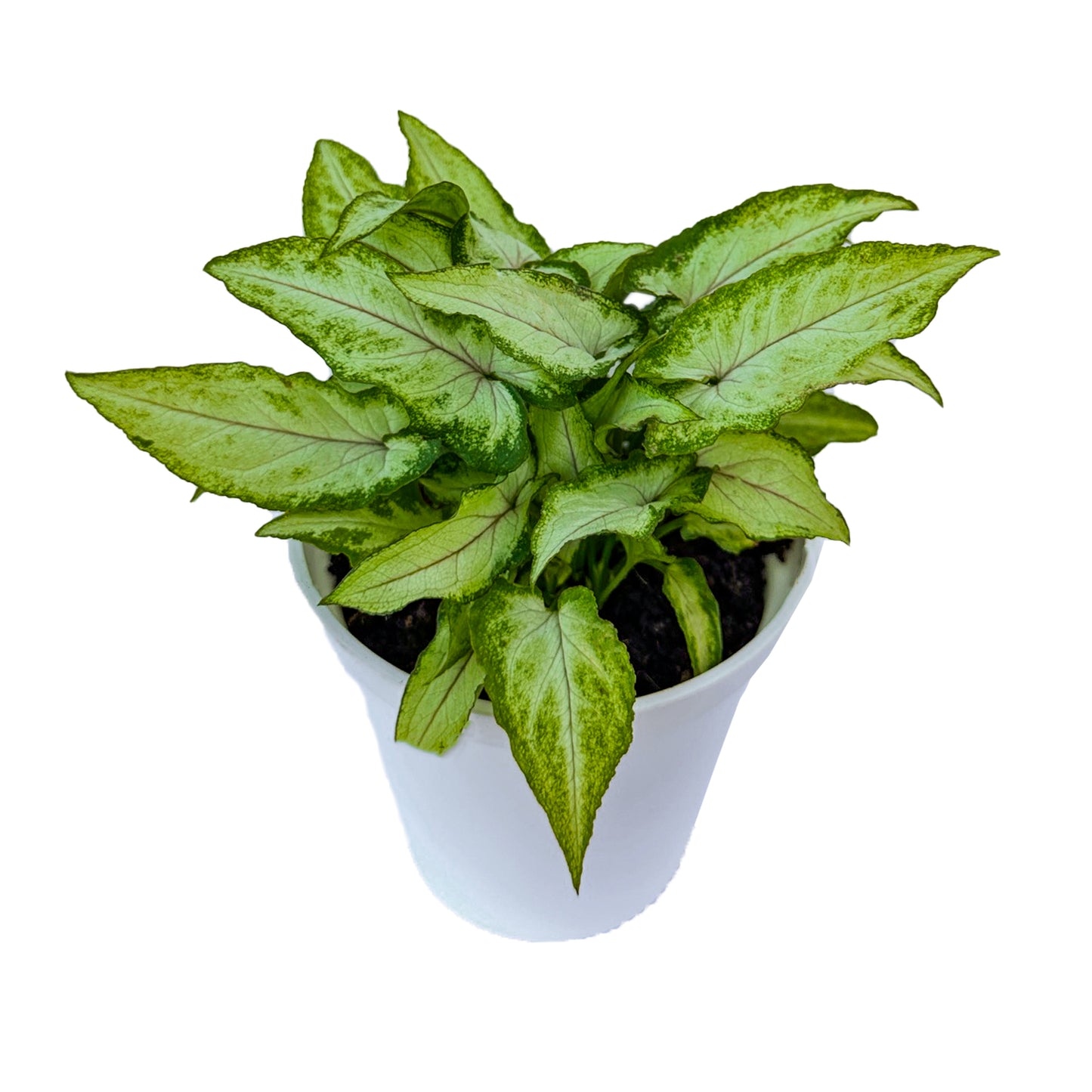 Syngonium Yami Red Vain indoor live plant White pot