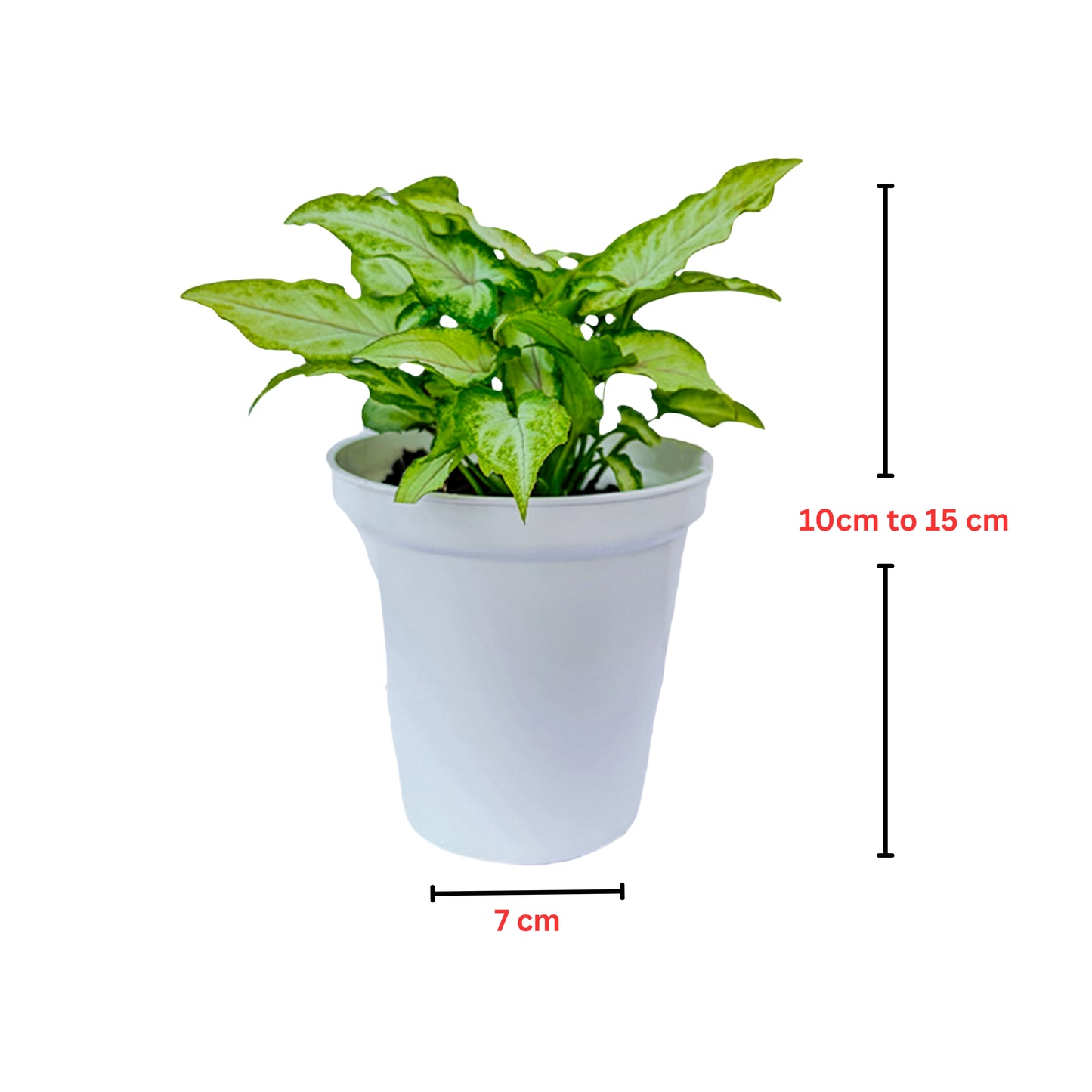 Syngonium Yami Red Vain indoor live plant White pot