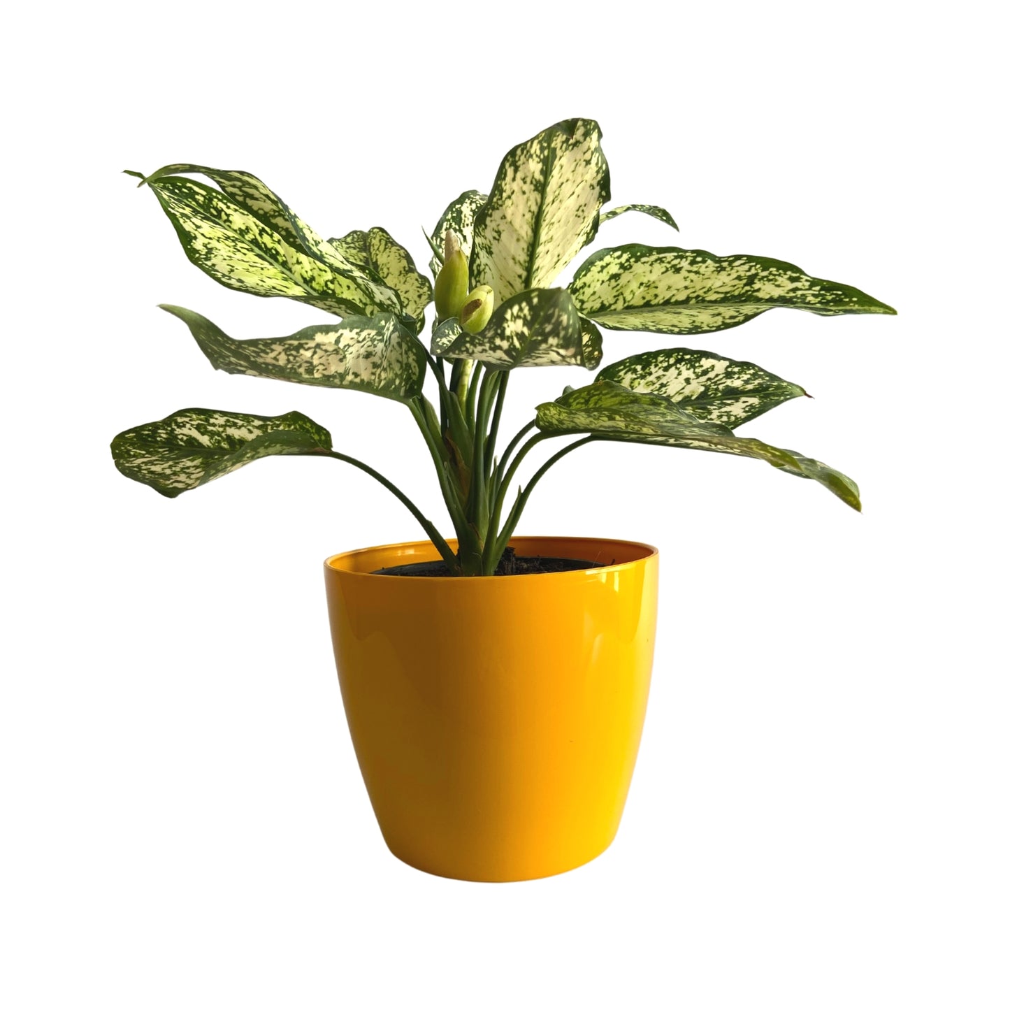 Indoor Plastic Small |Titan 5 Pots | Any Colour - Pack of 3