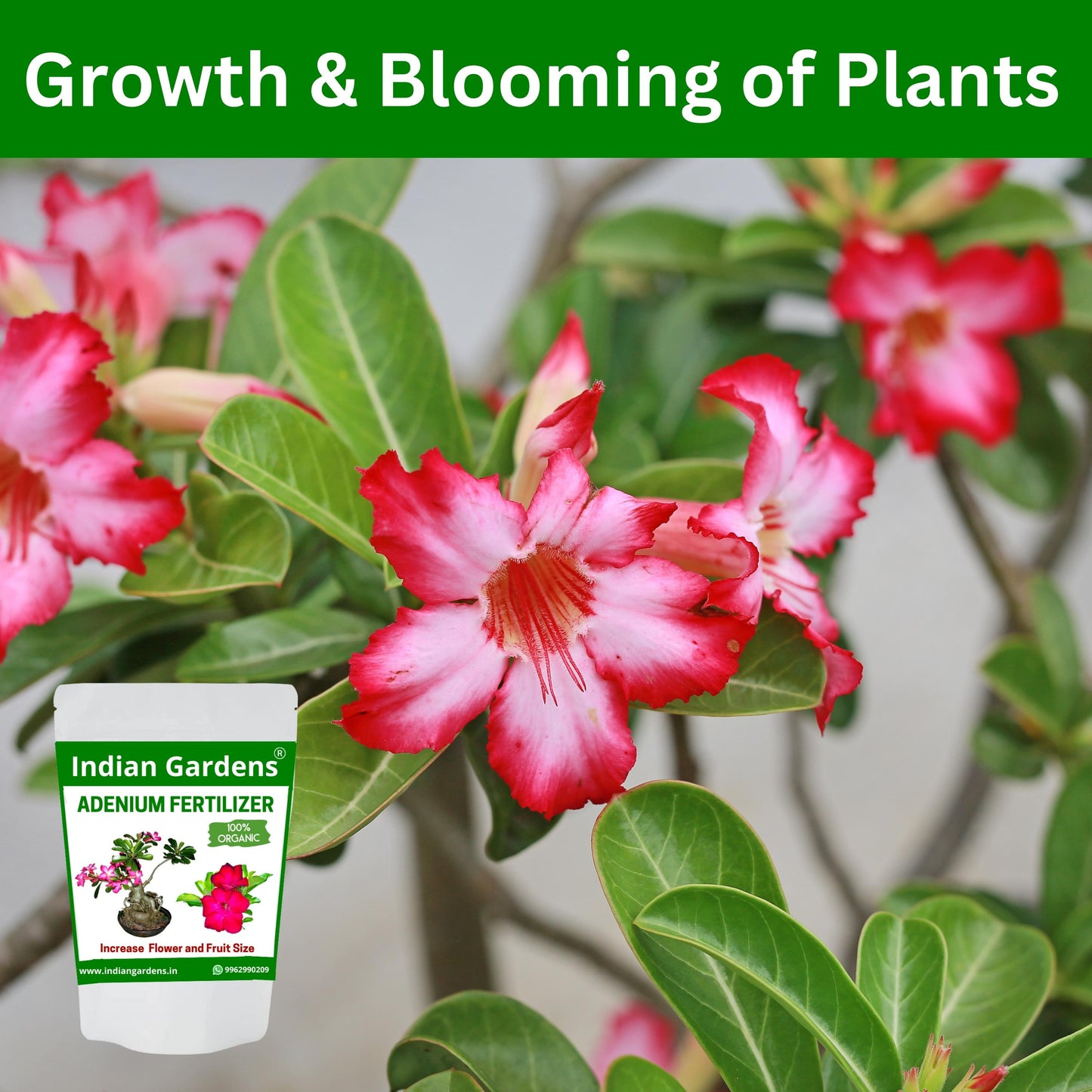 Adenium fertilizer