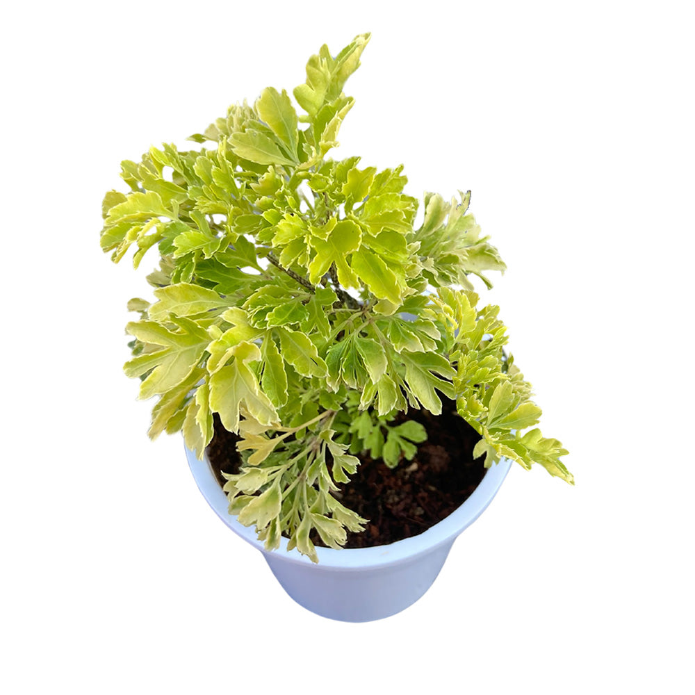 Aralia Plant with white premium pot indoor Plant