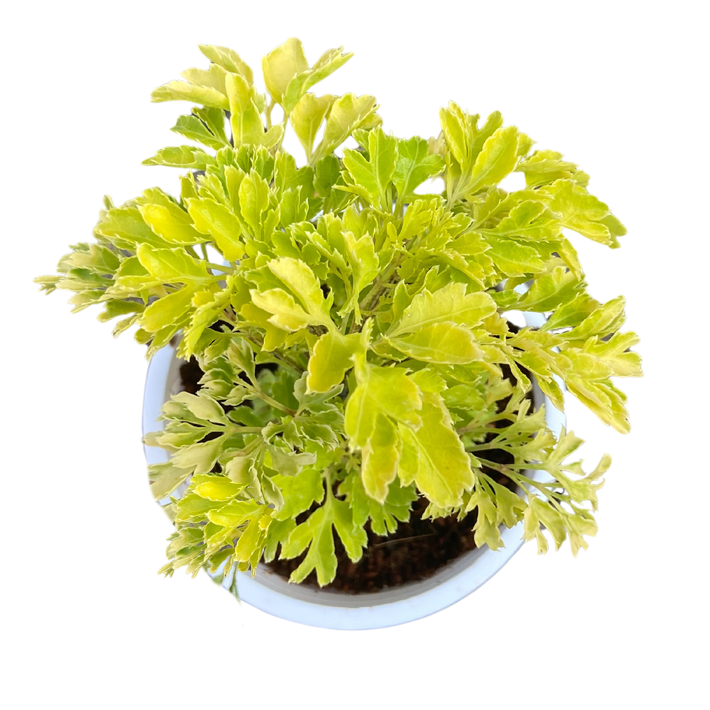 Aralia Plant with white premium pot indoor Plant