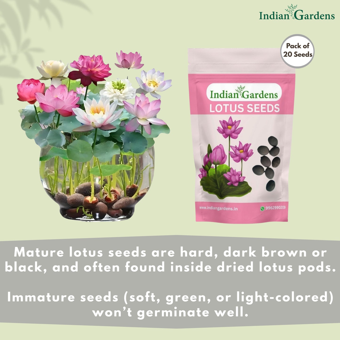 Lotus Seed for Planting ( Pack of 20 ) Lotus Flower Seeds for Home Decor.