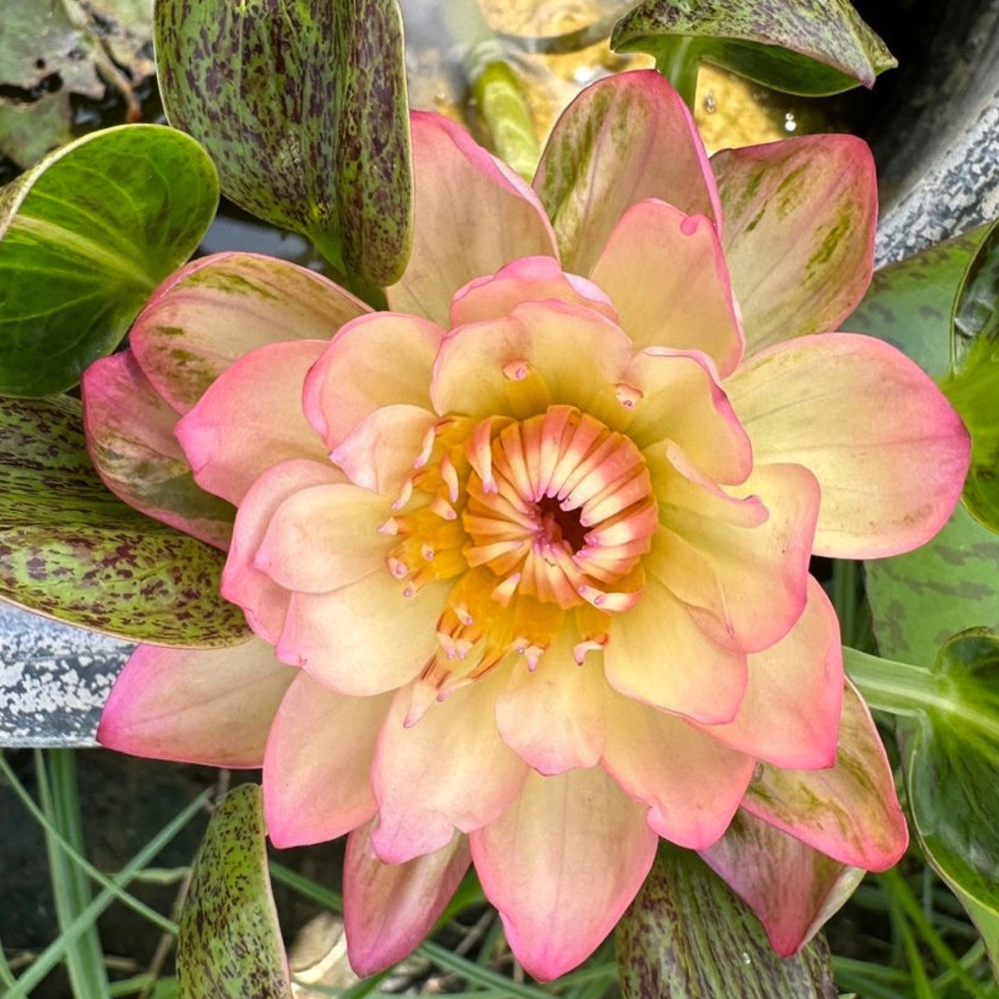 Waterlily ( Orange Leaf) ( Code 10 )