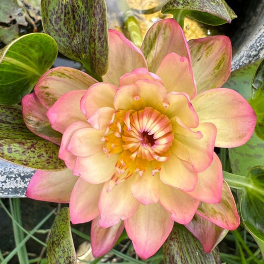 Waterlily ( Orange Leaf) ( Code 10 )