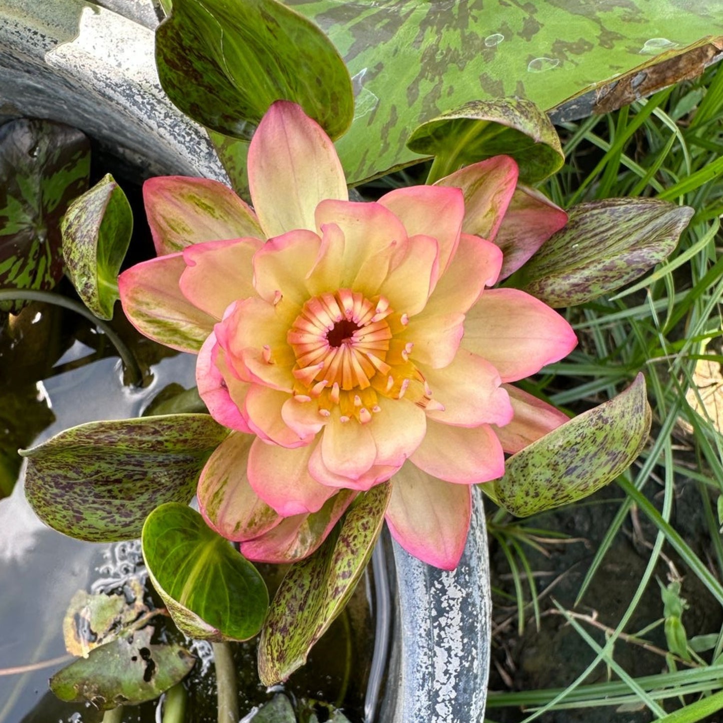 Waterlily ( Orange Leaf) ( Code 10 )