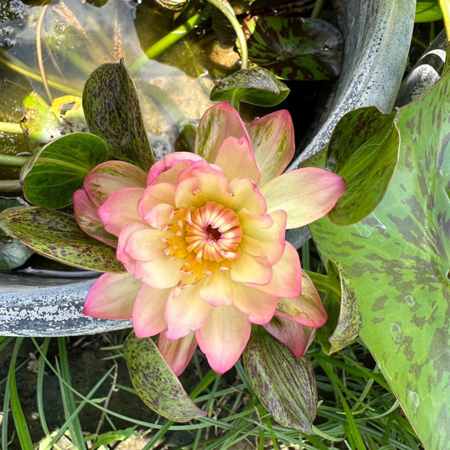 Waterlily ( Orange Leaf) ( Code 10 )