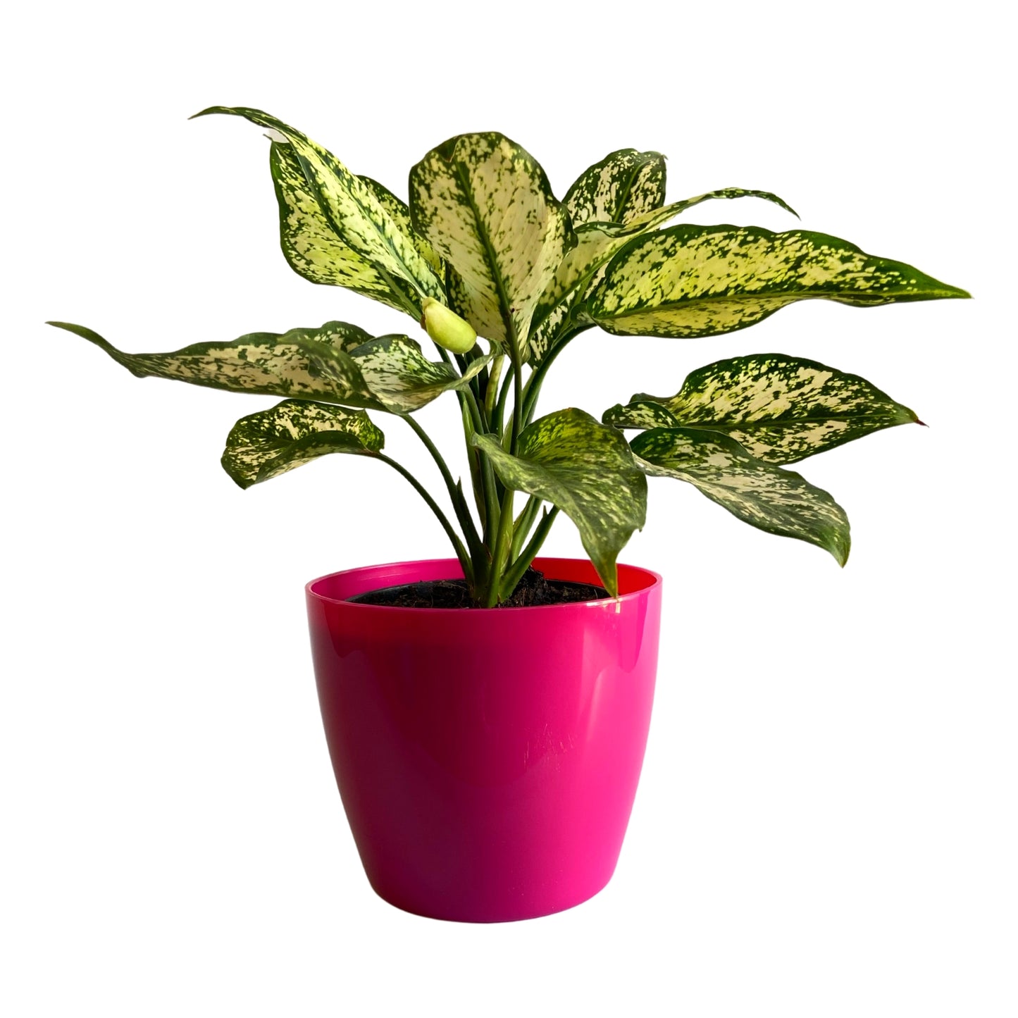 Indoor Plastic Small |Titan 5 Pots | Pink Colour - Pack of 6