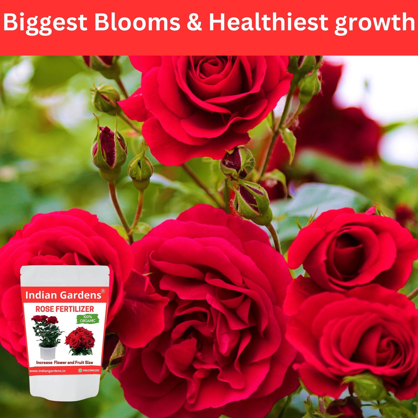 Rose Fertilizer | Rose Plant Food For Flowering Plants | Flower Booster