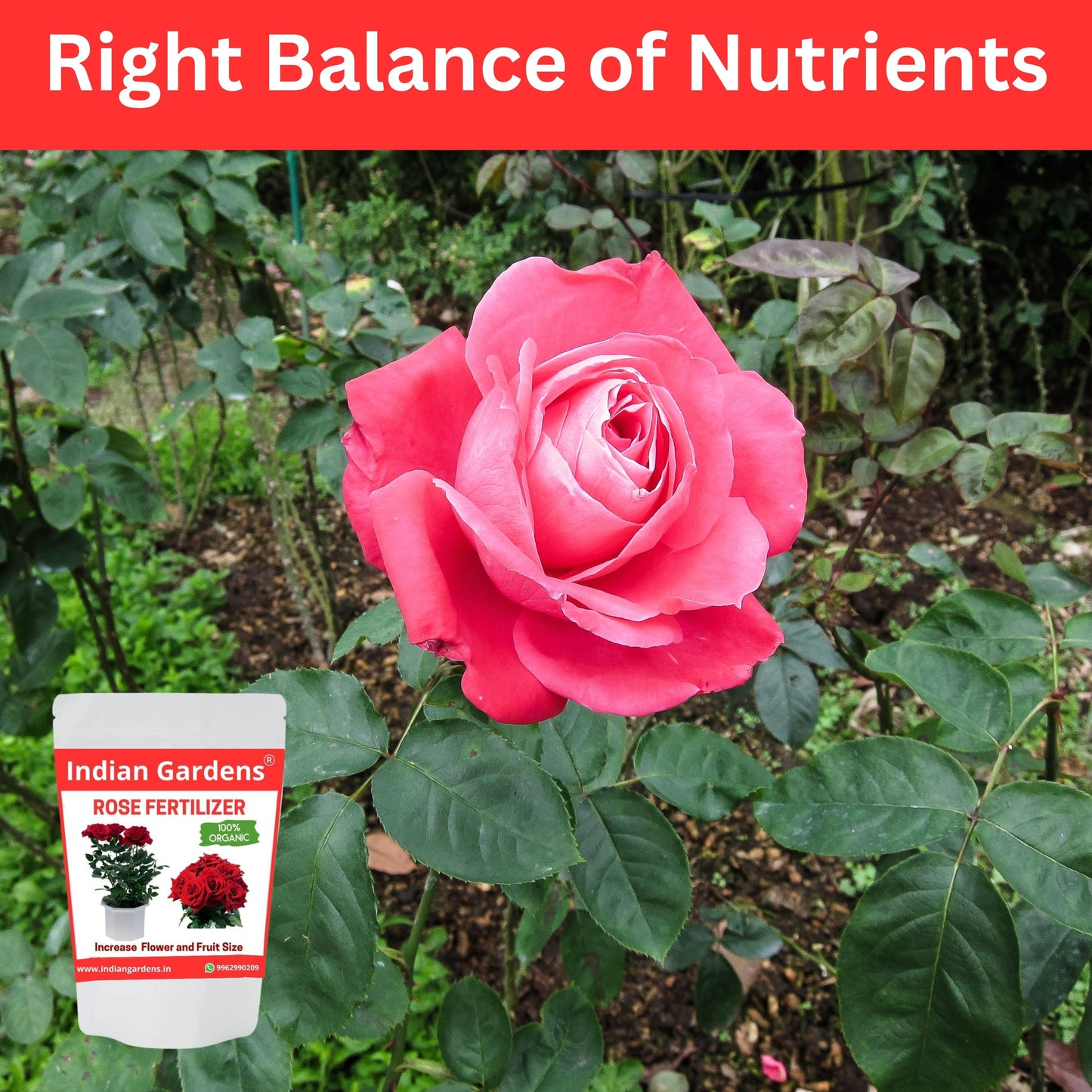 Rose Fertilizer | Rose Plant Food For Flowering Plants | Flower Booster