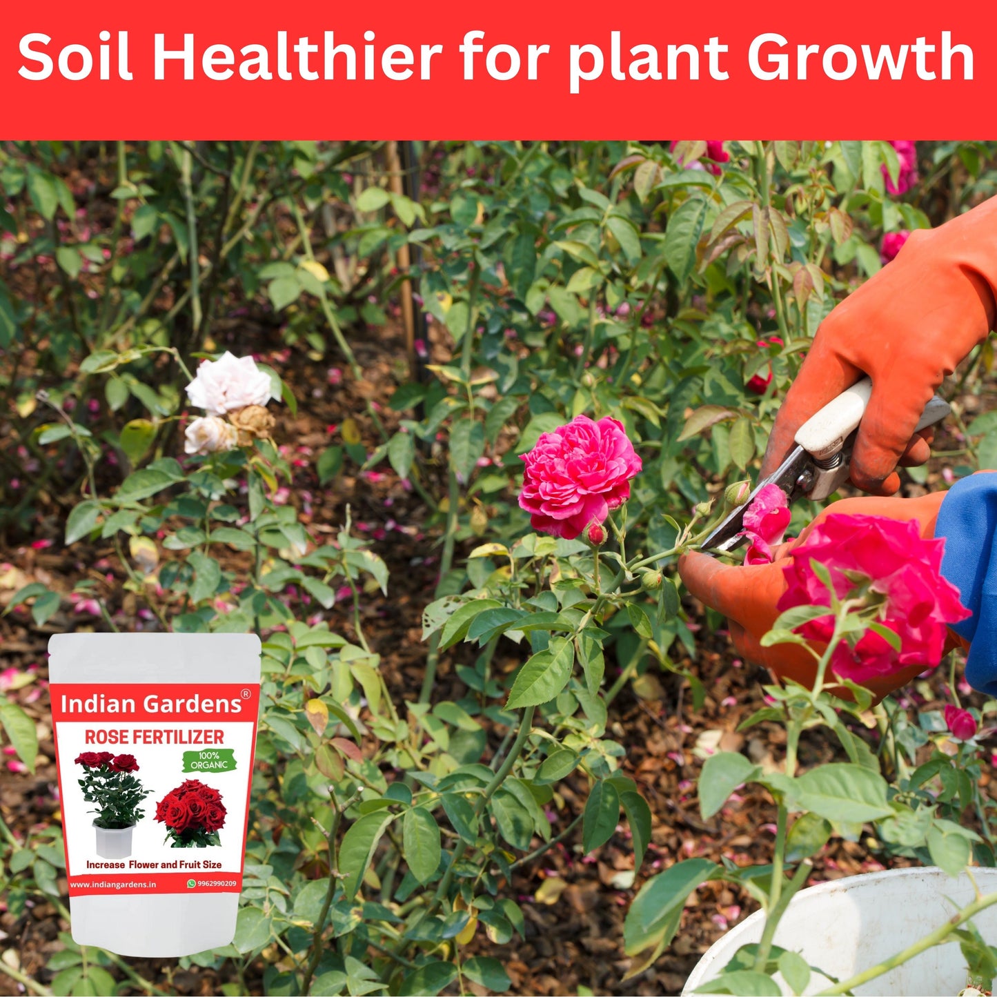 Rose Fertilizer | Rose Plant Food For Flowering Plants | Flower Booster