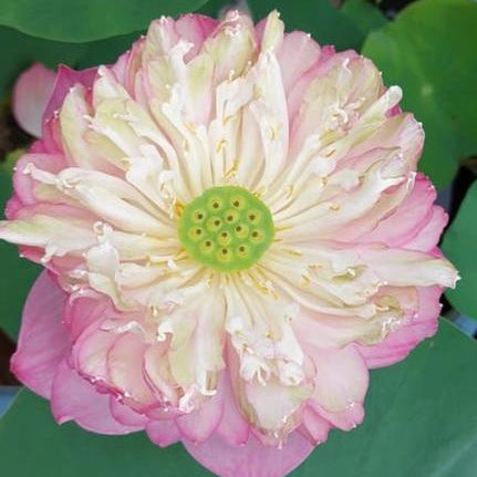 Satta Lotus ( code 51)