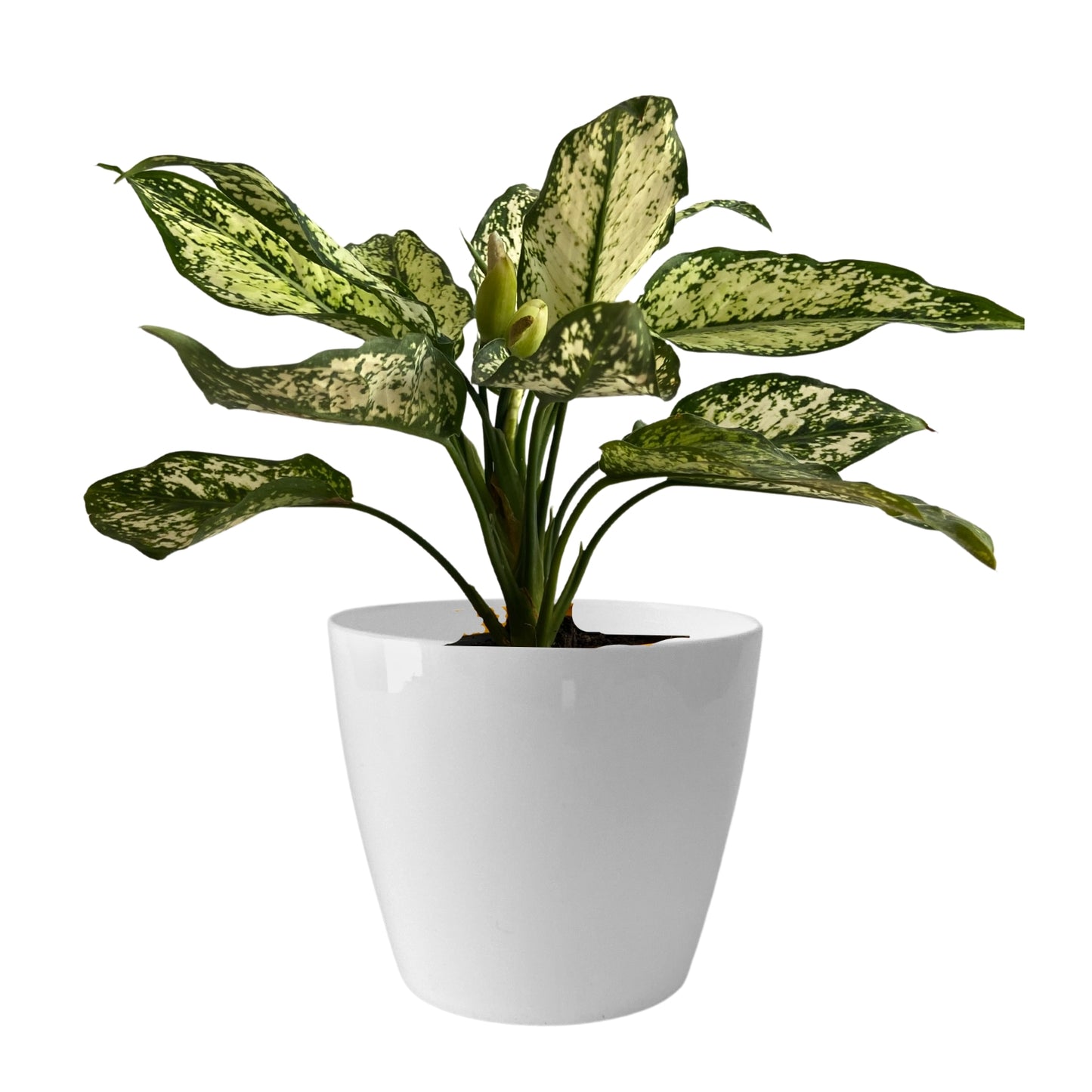 Indoor Plastic Small |Titan 5 Pots | White Colour - Pack of 3