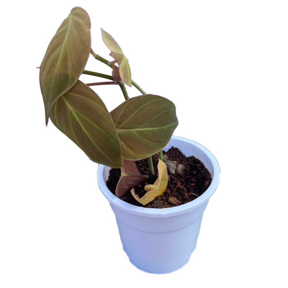 philodendron melanochrysum india Philodendron melanochrysum with white premium pot indoor Plant – Indian Gardens