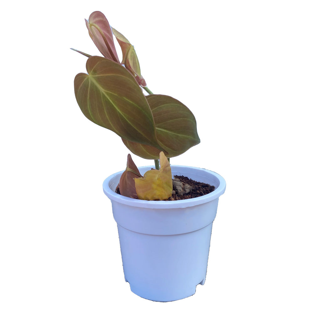 Philodendron melanochrysum with white premium pot indoor Plant