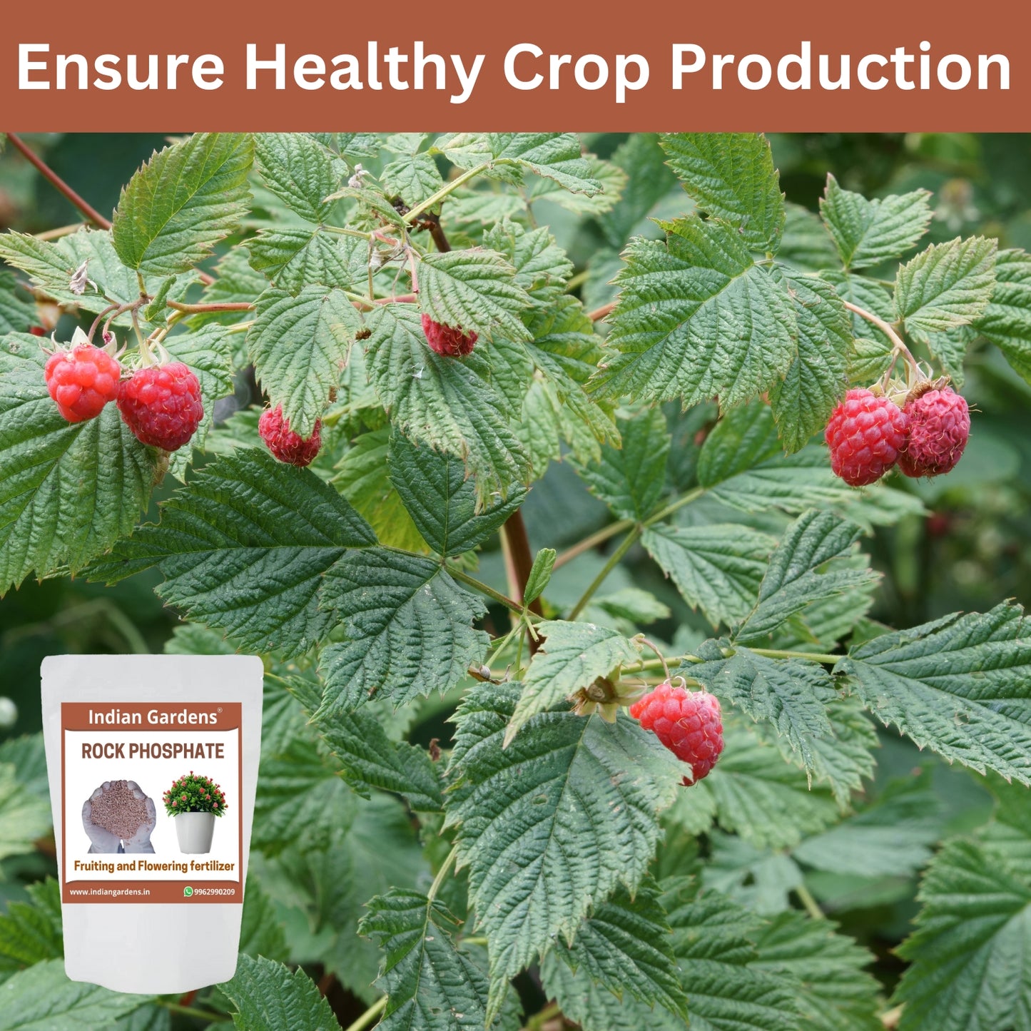 Rock Phosphate Fertilizer For All Plants