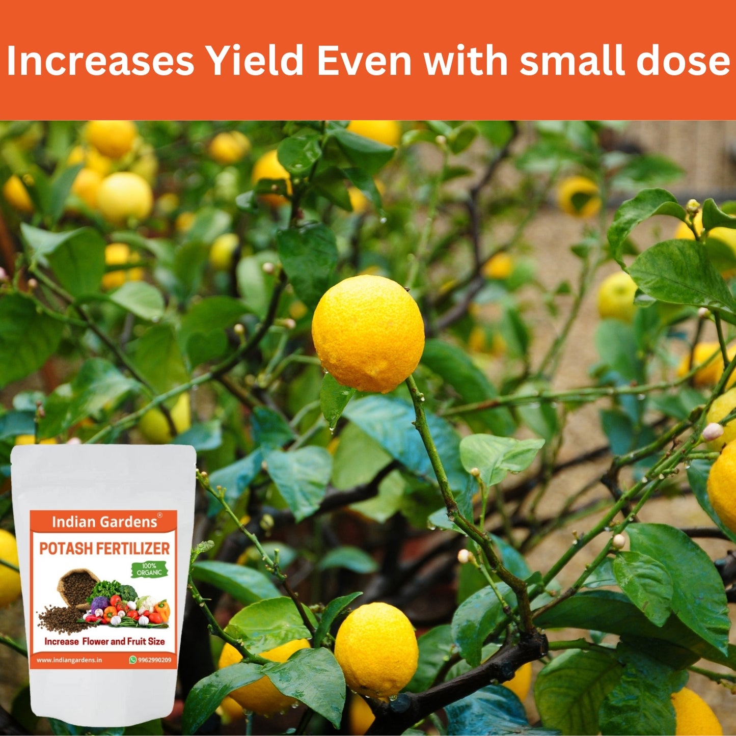 Organic Bio Potash Fertilizer | Plant Nutrient Supplement | Slow Release Granules For Plants and Home Garden