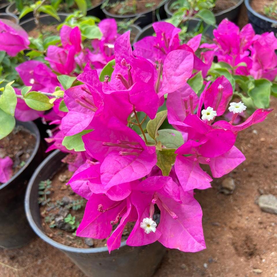Bougainvillea (Pink)
