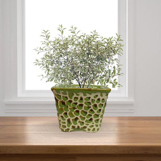 Ceramic Square Dark Green Colour Pot Home, Indoor Décor & Gifting