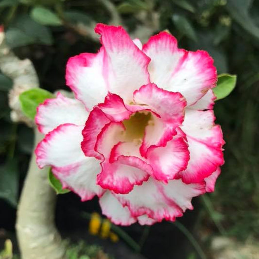 Grafted Adenium Code : 16