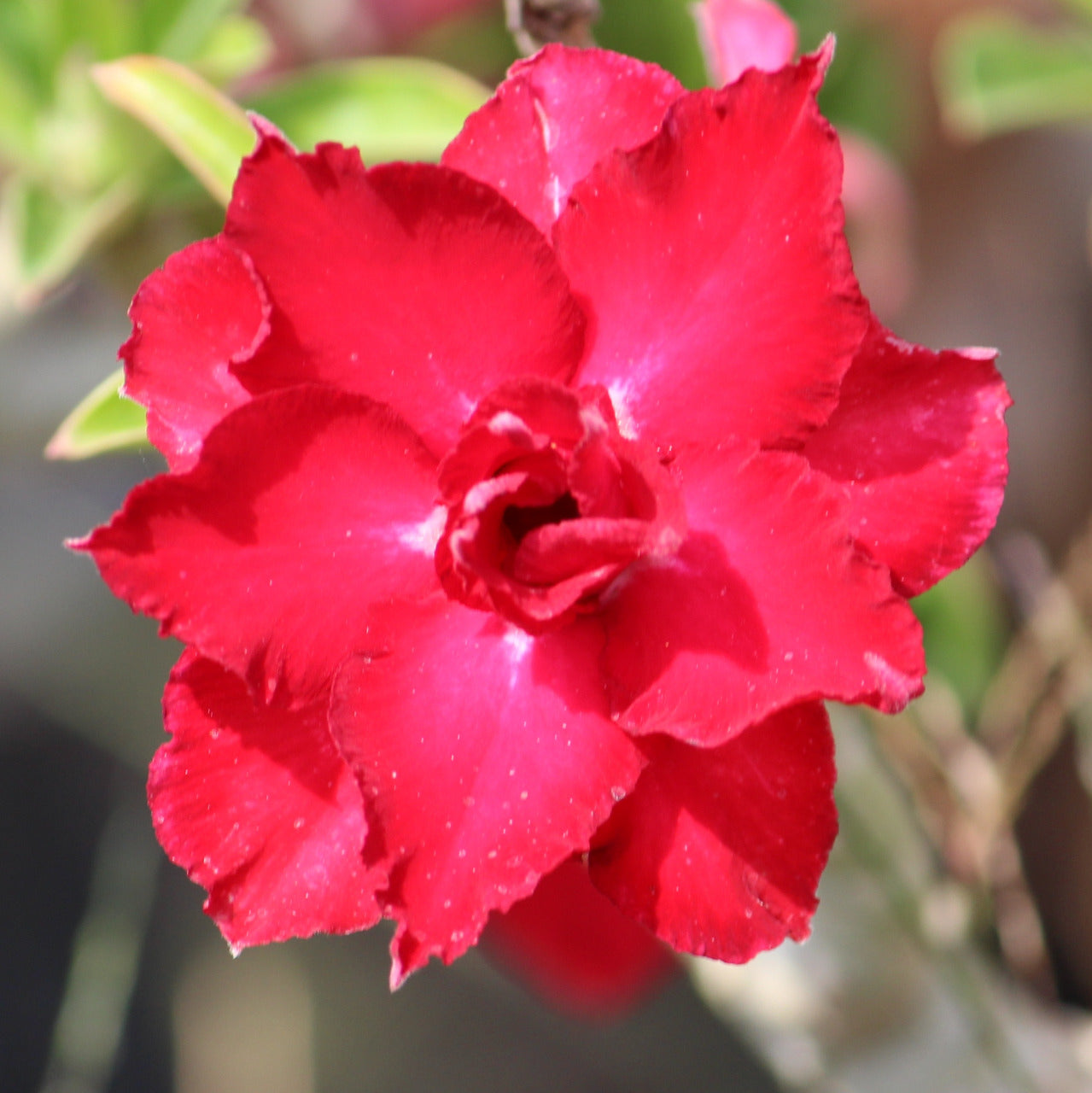 Grafted Adenium Code : 18