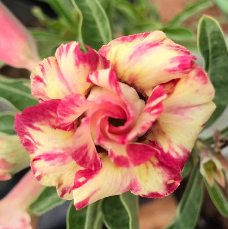 Grafted Adenium Code : 19