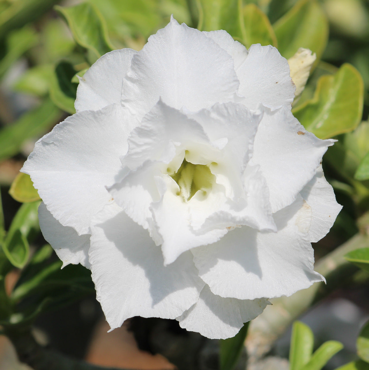 Grafted Adenium Code : 01