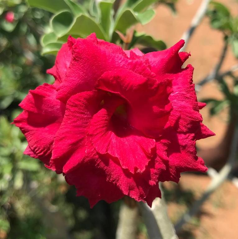 Grafted Adenium Code : 20