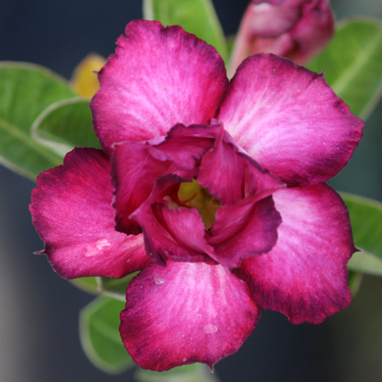 Grafted Adenium Code : 22
