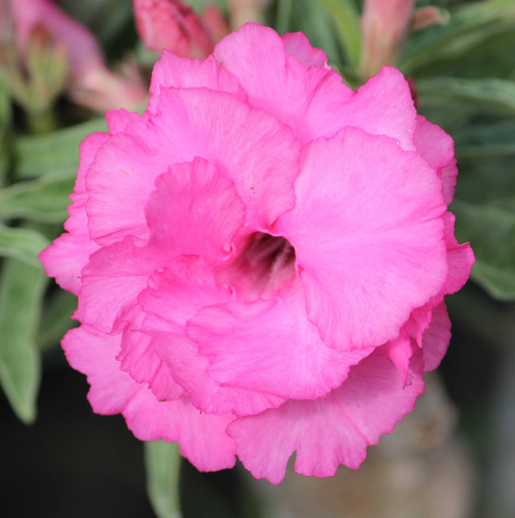 Grafted Adenium Code : 23