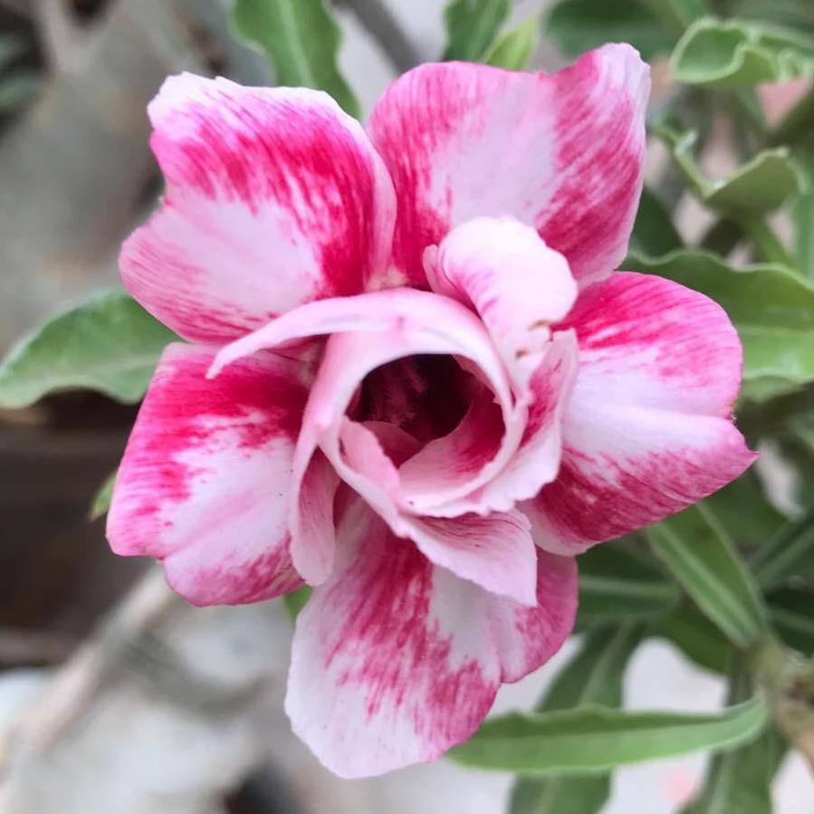 Grafted Adenium Code : 24