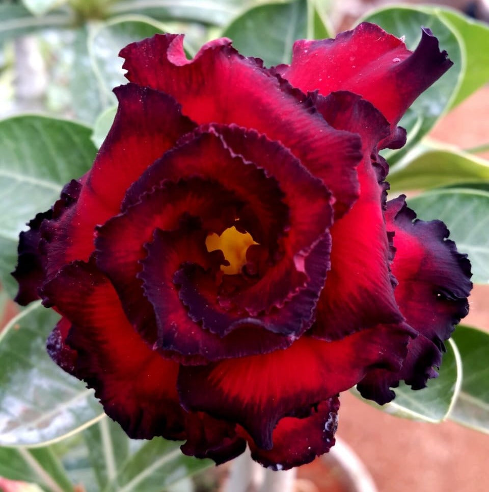 Grafted Adenium Code : 25