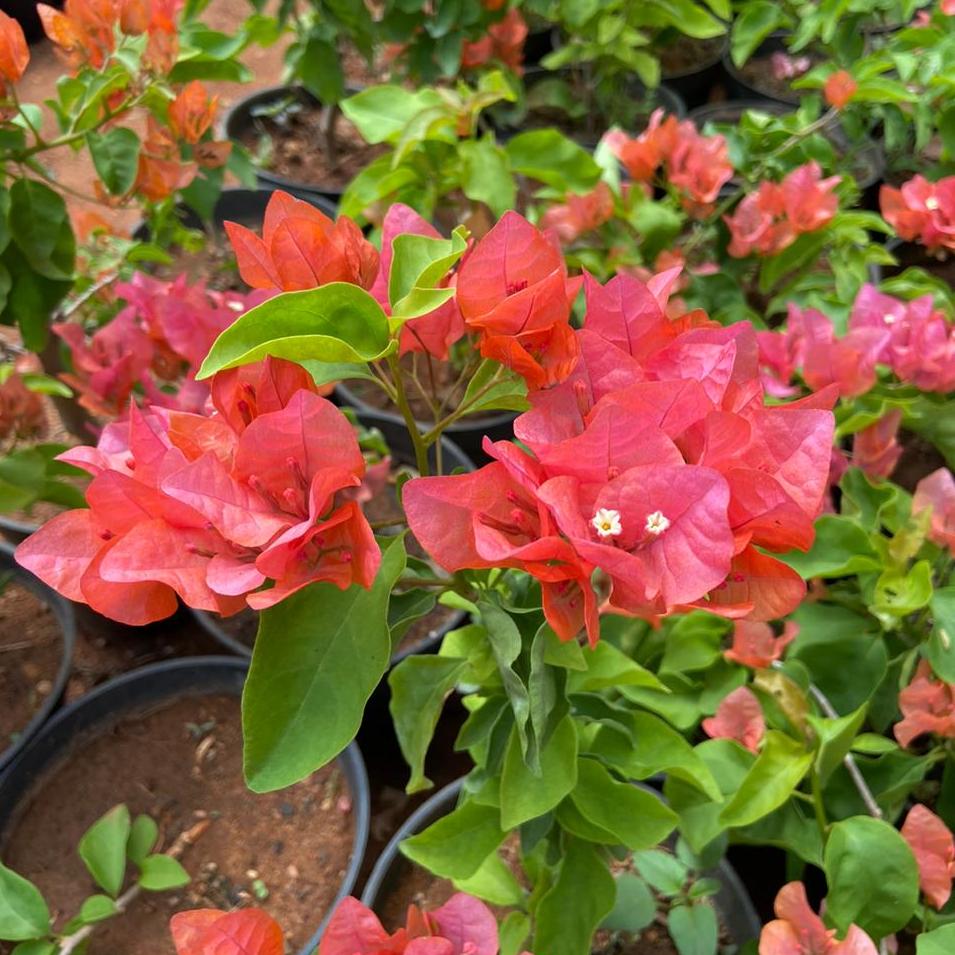Bougainvillea ( Any Colour )