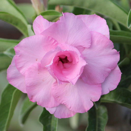 Grafted Adenium Code : 2
