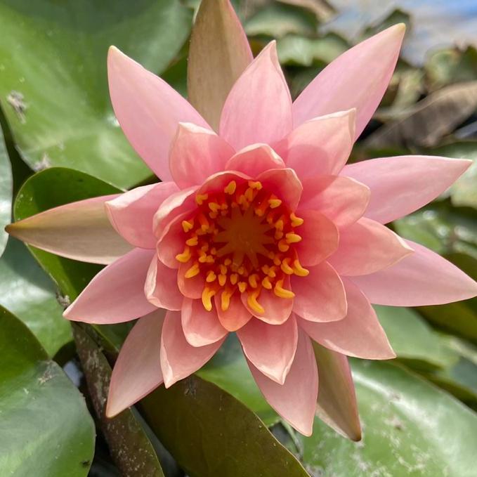 Waterlily (peach) (Code 1)