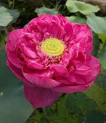 Lakshmi Lotus ( code 63 )