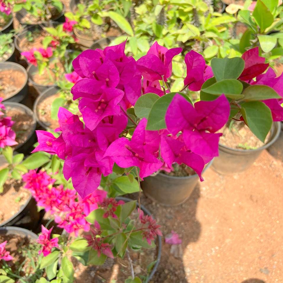Bougainvillea (Pink)