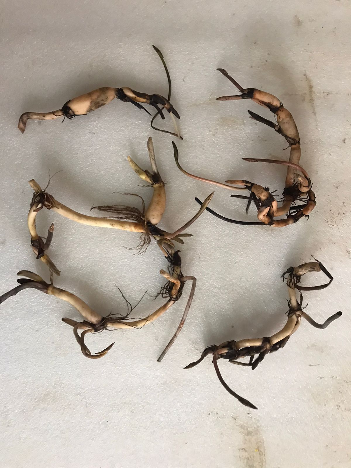 Dripping Drew Lotus ( code 30 )