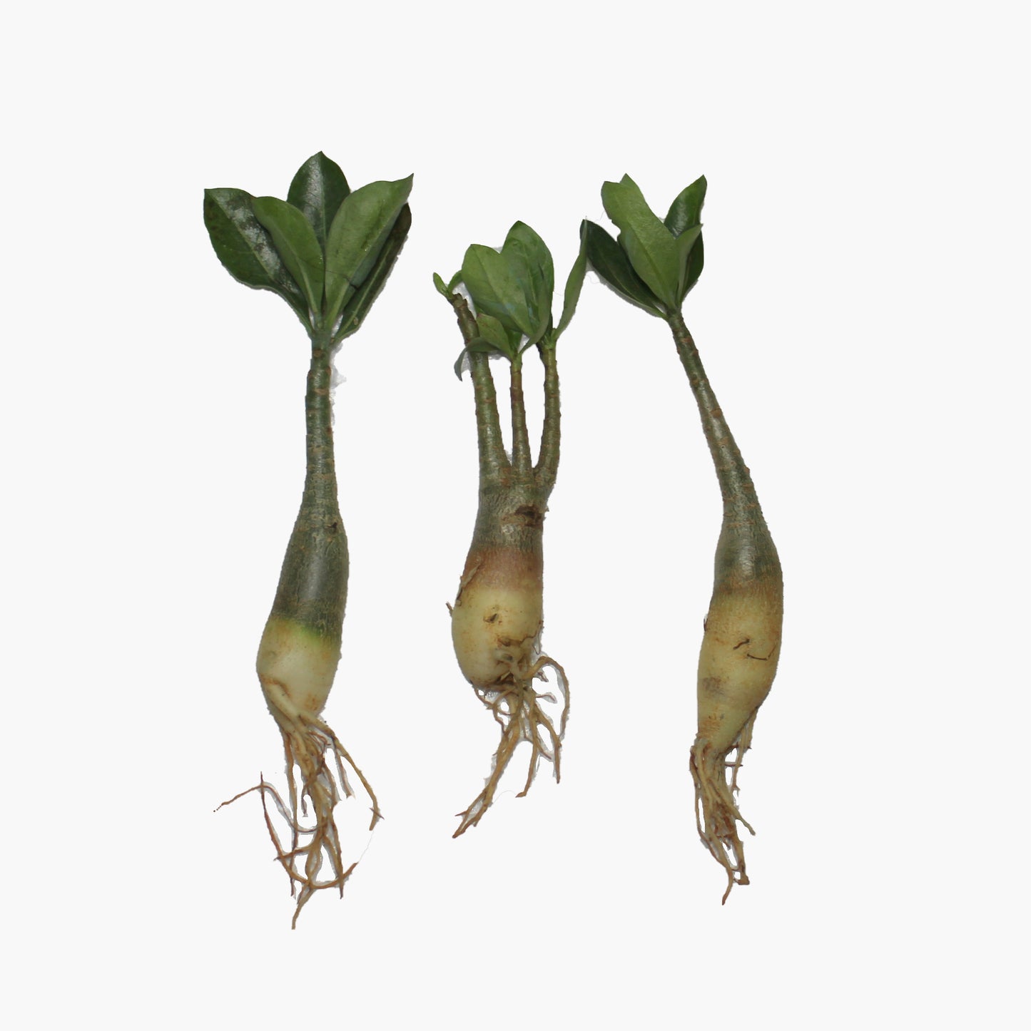 Adenium Arabicum Seedlings (Live Plant)- Set of 3 Plants