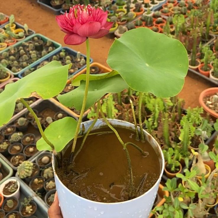 Bowl Lotus Affection 16