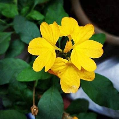 Yellow Kanakambaram/fire cracker