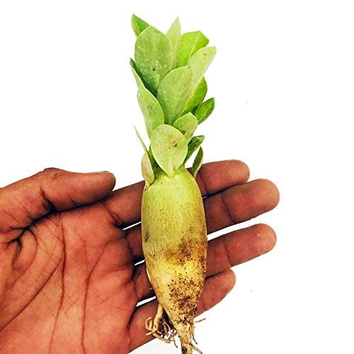 Adenium Arabicum seedlings set of 20 plants