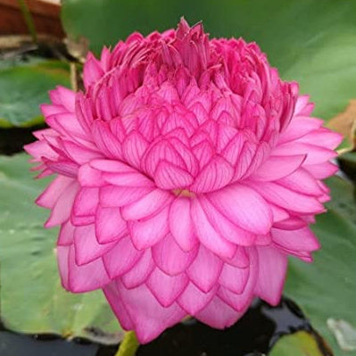 1000 petals Rare plant Lotus