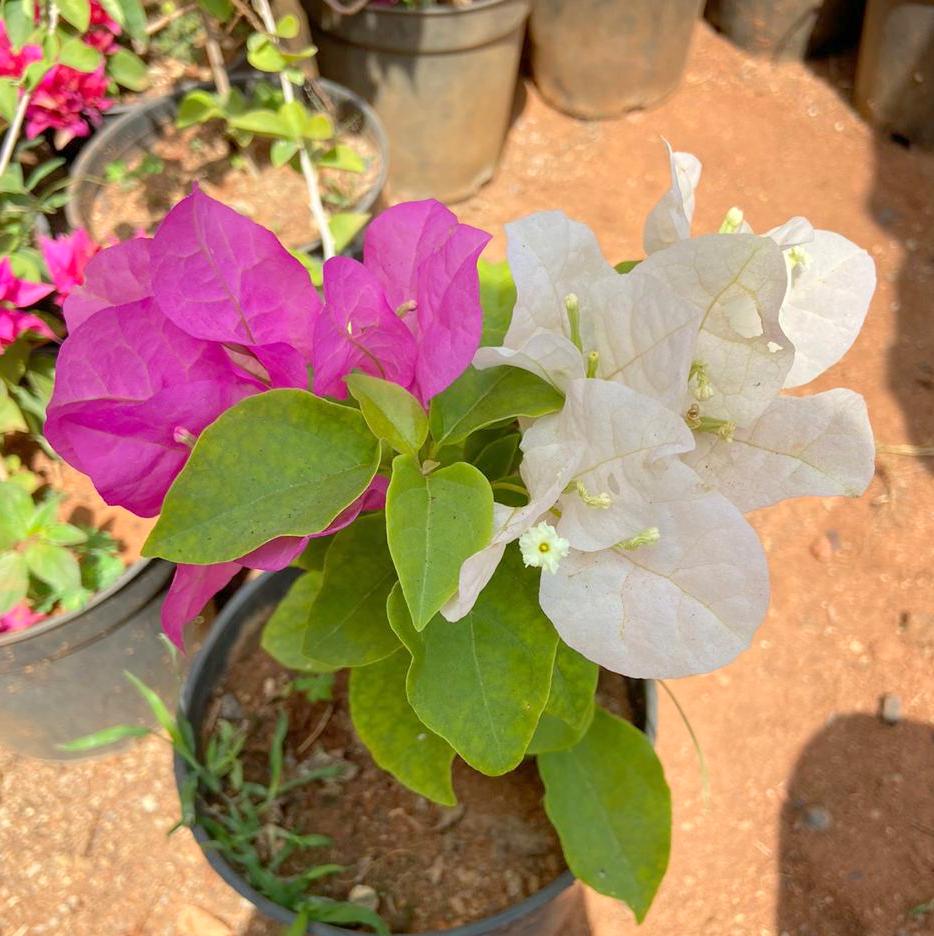Bougainvillea ( White, Pink )