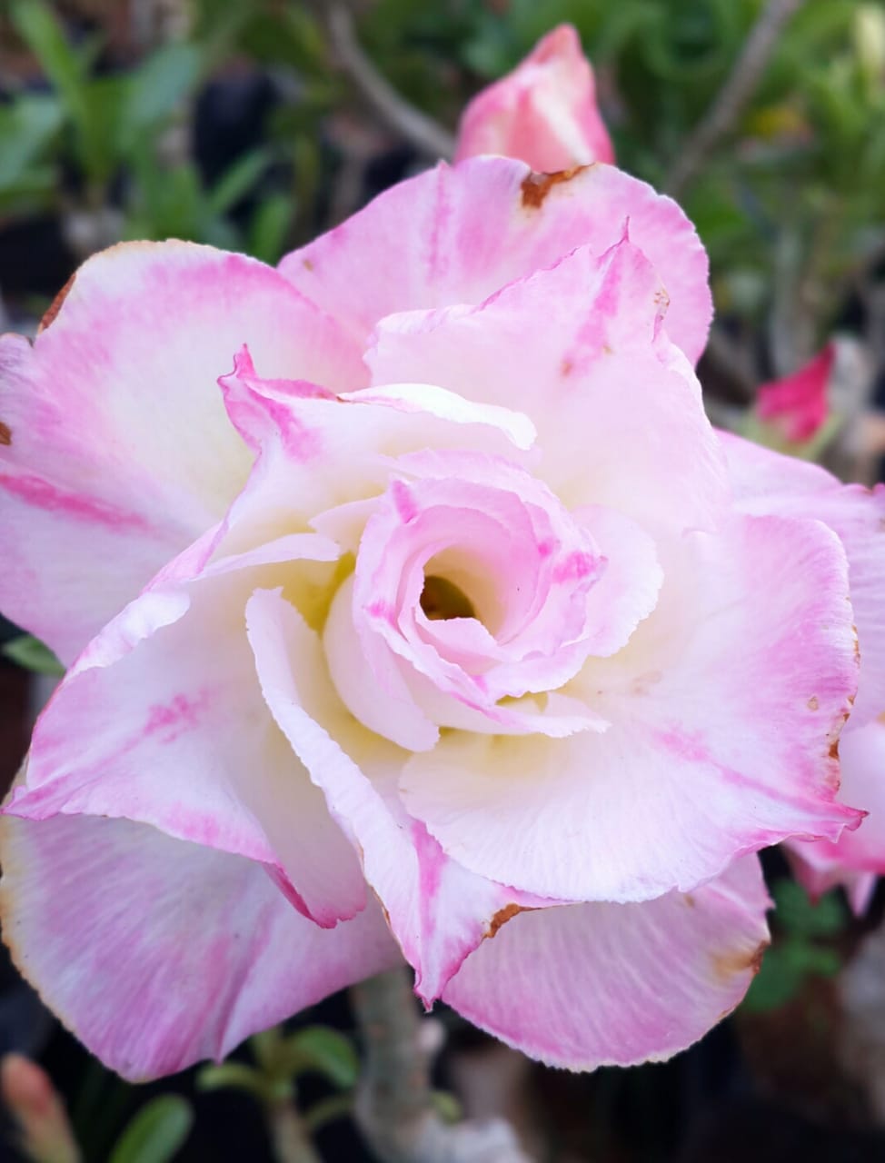 Grafted Adenium Code : 51