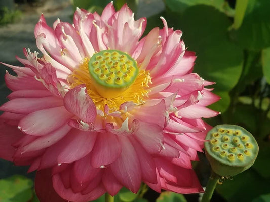 peak of pink Lotus ( Code 56 )