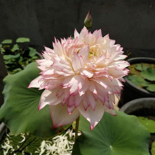 Akhila Lotus ( code 58 )