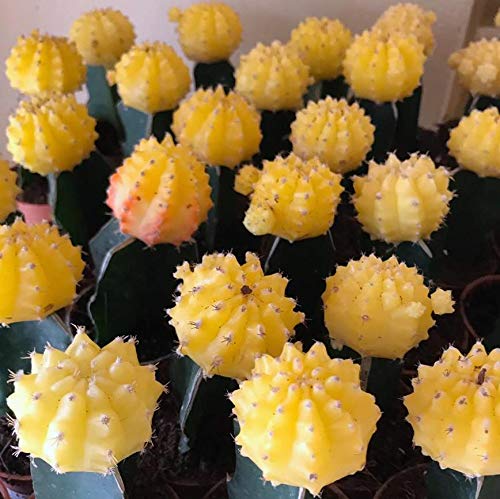 Moon Cactus  Any Colour (Pack of 6)