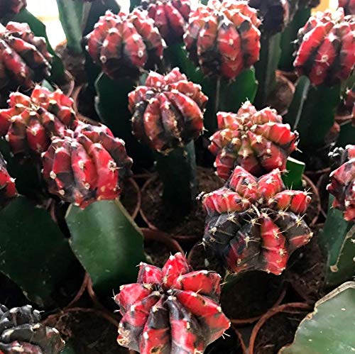 Moon Cactus  Any Colour (Pack of 3)
